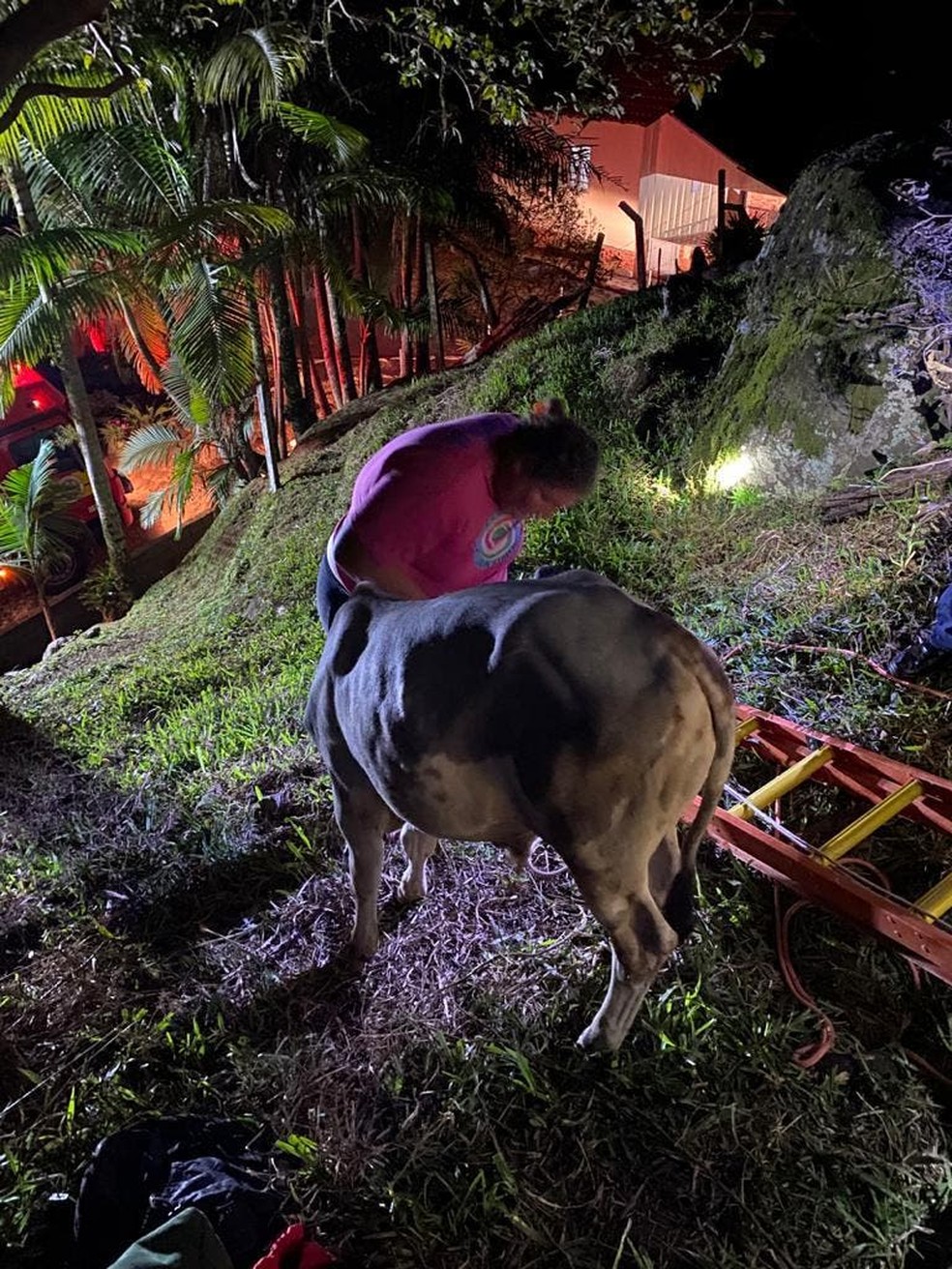 Novilho foi retirado por cordas  — Foto: Corpo de Bombeiros/Divulgação