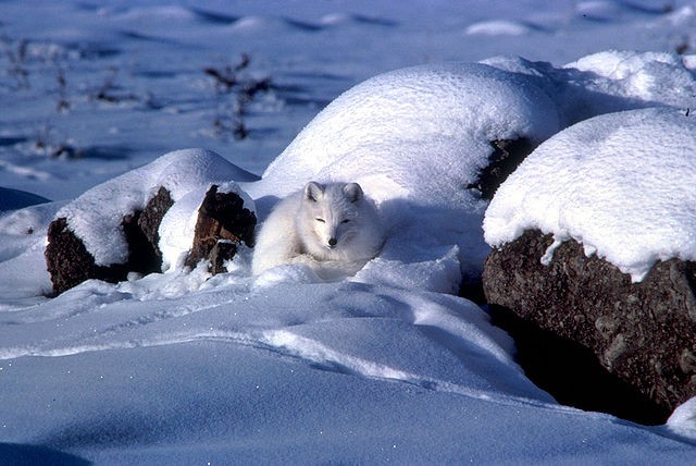 Raposa-do-Ártico – Vulpes lagopus (Foto: Erik F. Brandsborg/ Wikimedia Commons/ CreativeCommons)