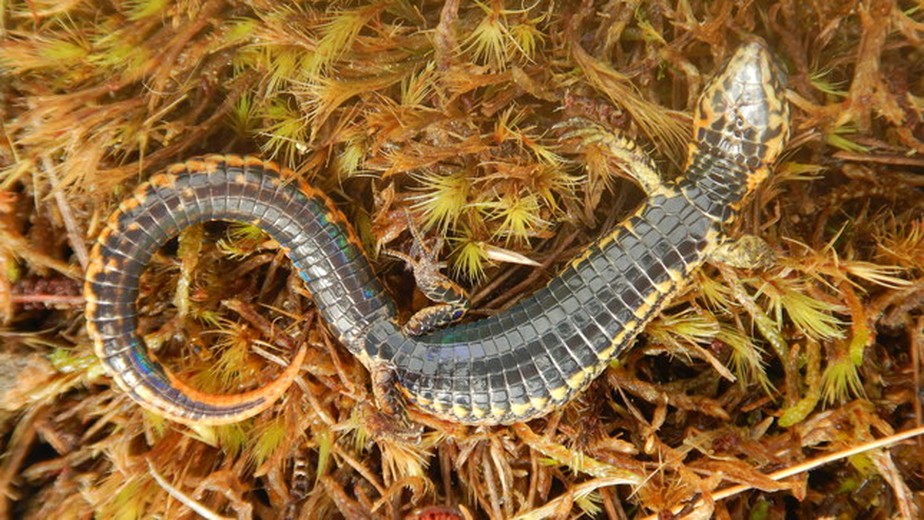 Fotografia da nova espécie de lagarto achada no Peru