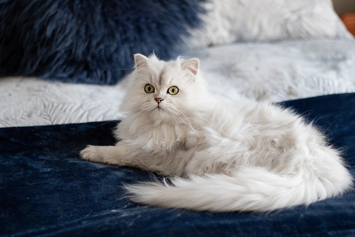 Gatos de pelos longos, como os da raça persa, estão mais predispostos a formarem o tricobezoar (Foto: Unsplash/ Jeanie de Klerk/ CreativeCommons)