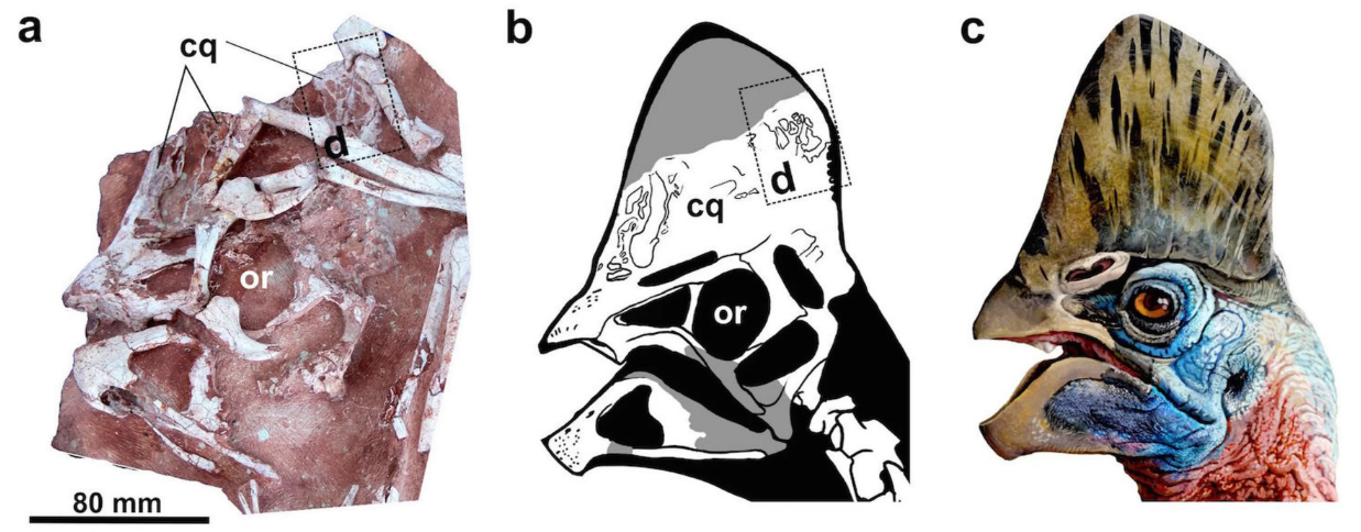(A) Fóssil, (b) desenho e (c) ilustração da crista do Corythoraptor jacobsi (Foto: Lu, J et al/Scientific Reports 2017)