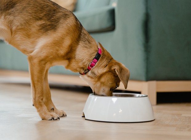 Mesmo as oleaginosas não tóxicas podem causar alergias em alguns cães (Foto: Pexels / Mart Production / CreativeCommons)