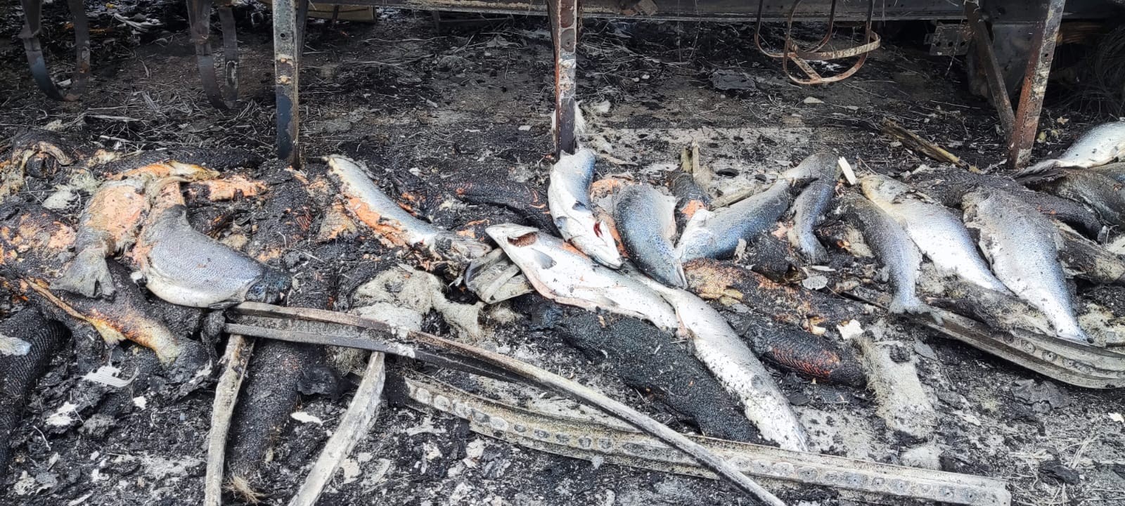 Carga de salmão é destruída em incêndio em carreta na Grande BH; VÍDEO
