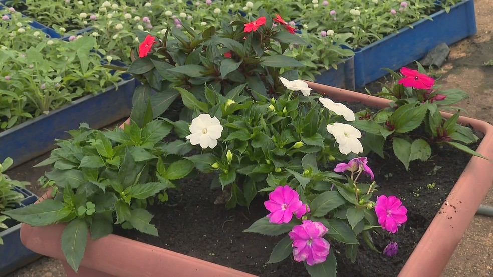 Espécie de flor "sunpatiens" está entre as recomendadas para plantio na primavera — Foto: TV Globo/Reprodução