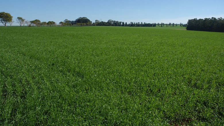 campo-agronegocio-interior-agro-lavoura-fazenda (Foto: Ernesto de Souza/ Ed. Globo)