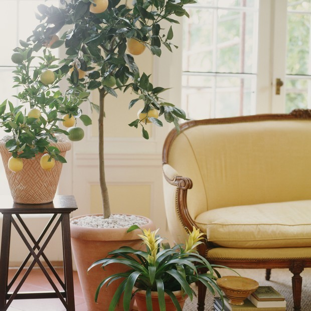 Camarão amarelo, bambu-da-sorte e mais plantas que atraem prosperidade  (Foto: Getty Images)