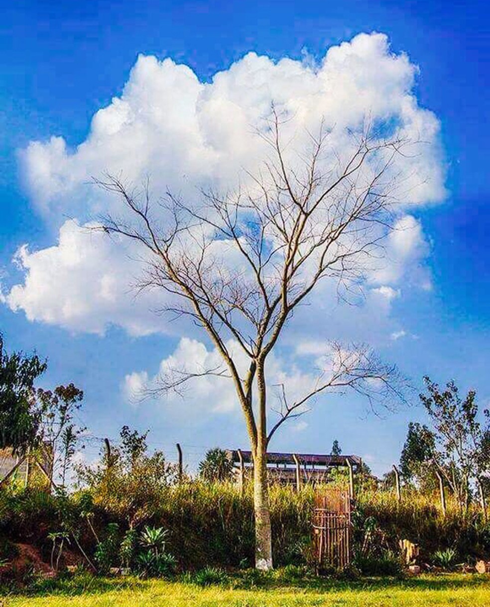 Foto de árvore circundada por nuvens causou embate entre dois brasileiros sobre autoria — Foto: Arquivo pessoal