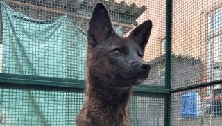 O misterioso animal híbrido de raposa e cão encontrado em estrada do RS