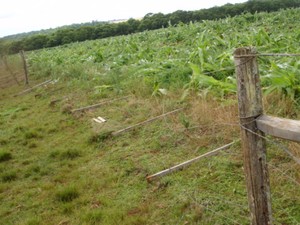 Cerca de fazenda foi danificada e parte da plantação de milho destruída por integrantes do MST no RS (Foto: Divulgação/PRF)