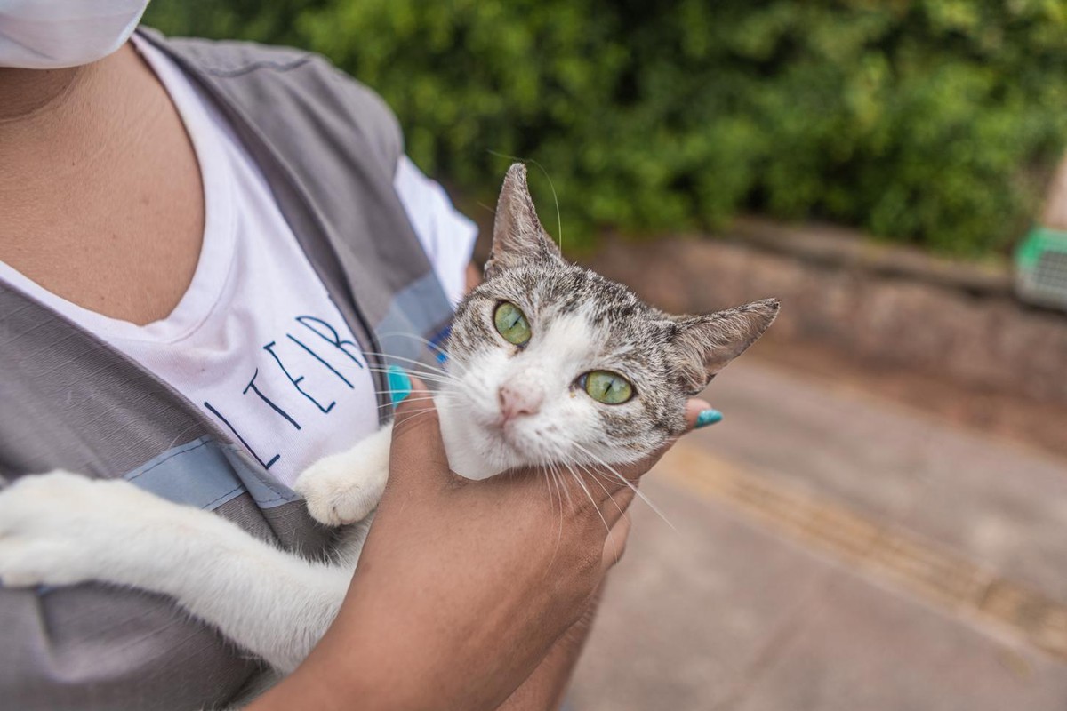 Feira de adoção de gatos é realizada no sábado, em Salvador; animais estavam na colônia atingida por incêndio em Piatã - Vimarsana News