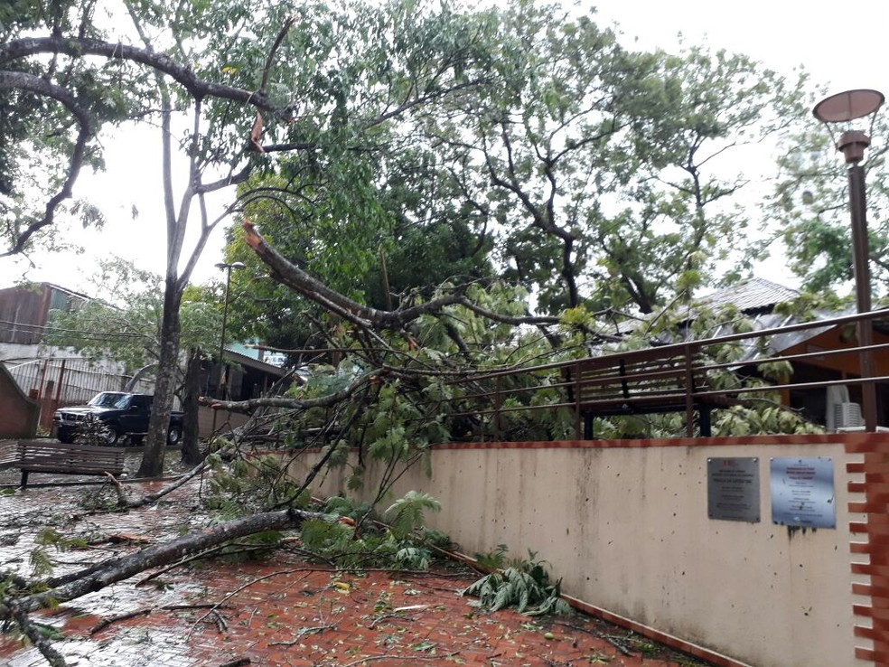 Árvores caem sobre estabelecimentos que ficam na praça dos Tocos (Foto: Reprodução WhatsApp)