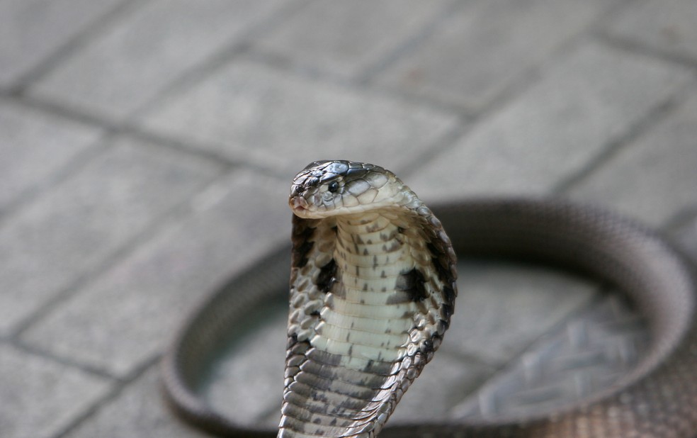 Cobra da espécie Naja, em imagem de arquivo — Foto: Wikimedia Commons