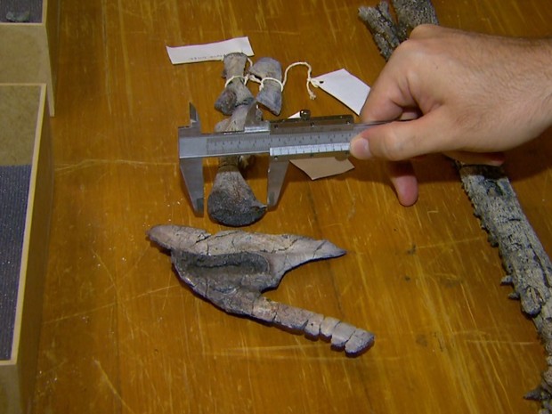 Fóssil de parente distante dos sapos foi encontrado na Serra do Cadeado no Paraná (Foto: Carlos Trinca/EPTV)