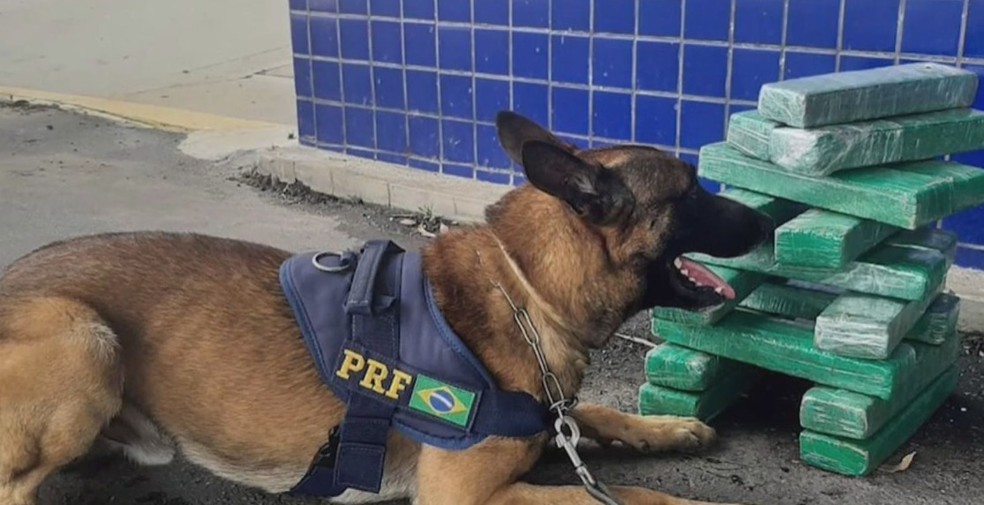 Cão farejador encontrou maconha durante ficalização da PRF no sudoeste da Bahia — Foto: Divulgação/PRF