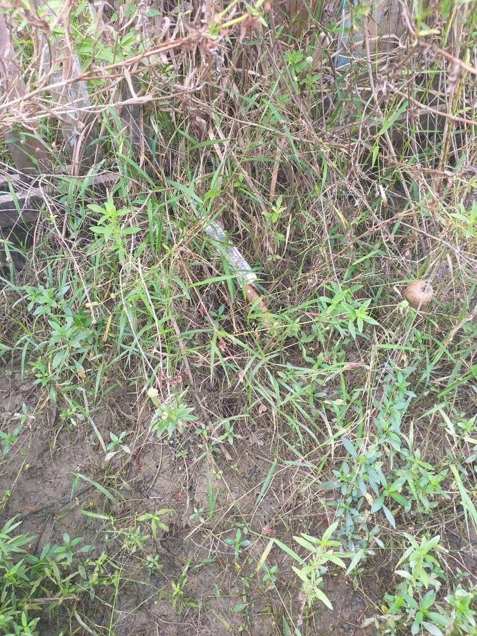 Faca utilizada pela adolescente foi encontrada pr&oacute;ximo do local onde o crime ocorreu, em Rorain&oacute;plis.  &mdash; Foto: Pol&iacute;cia Civil/Divulga&ccedil;&atilde;o