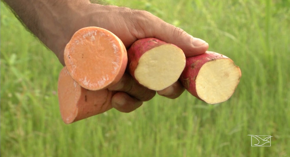 Batatas enriquecidas possuem uma cor mais alaranjada do que os legumes plantados sem os nutrientes necessários. — Foto: Reprodução/TV Mirante