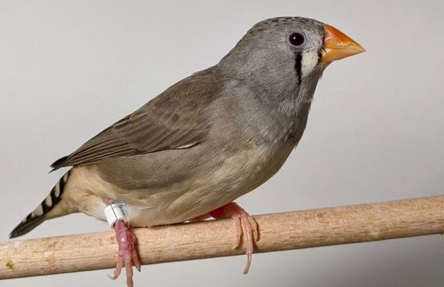 Barulho do trânsito afeta comportamento de pássaros e dificulta busca por comida, aponta estudo thumbnail
