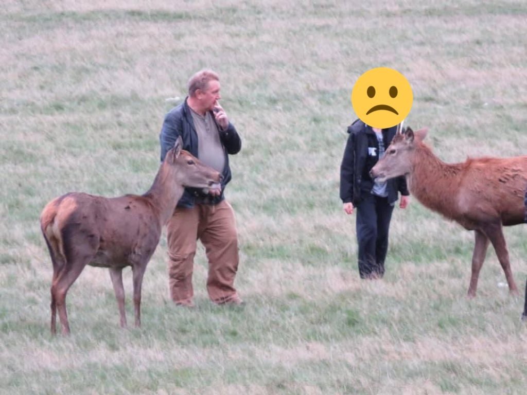 Visitantes do The Real Park ficam perto dos animais selvagens (Foto: Reprodução/Twitter)