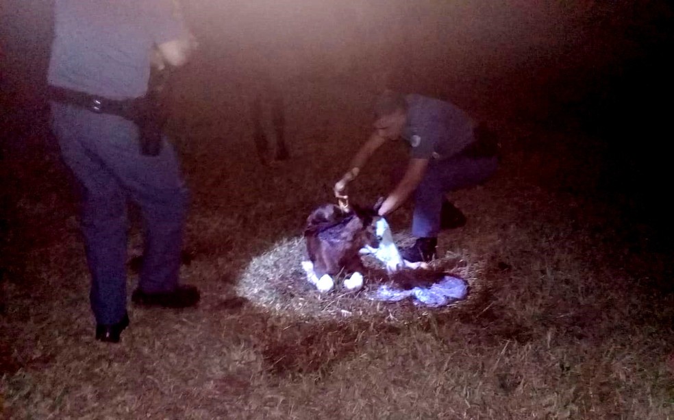 Os dois policiais militares precisaram ajudar no nascimento de um potrinho, que estava com dificuldades para nascer &mdash; Foto: Pol&iacute;cia Militar/Divulga&ccedil;&atilde;o
