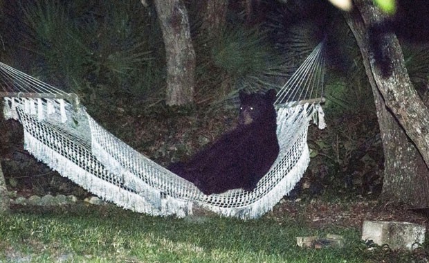 Urso-negro foi visto descansando em uma rede no jardim de uma casa em Daytona Beach (Foto: Rafael C. Torres/Reuters)