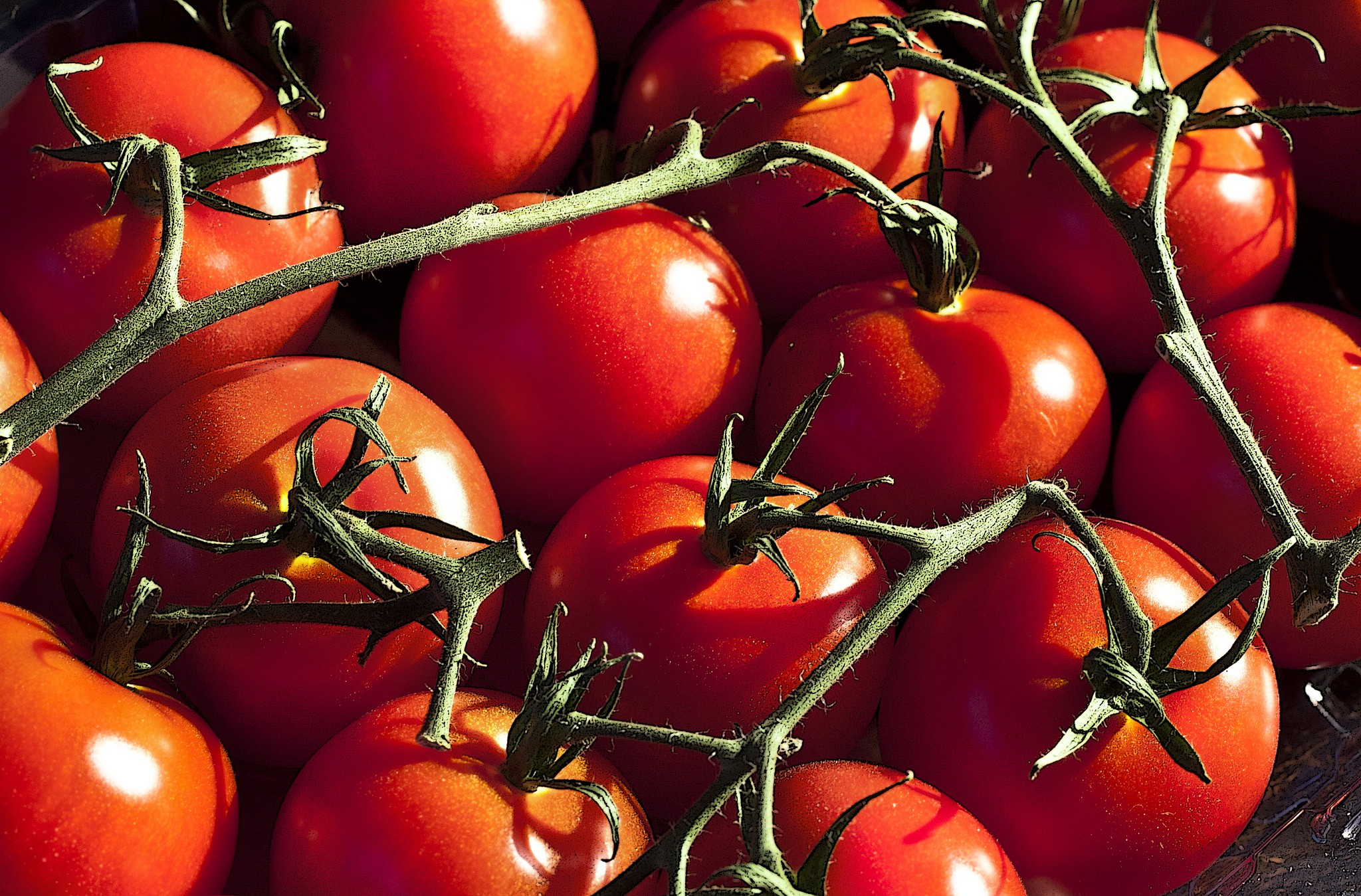 tomate-hortifruti-fruta (Foto: Liz West/CCommons)