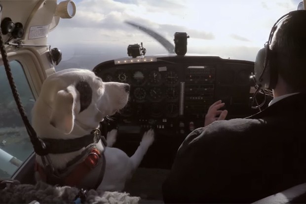 Cães pilotam aviões no bizarro reality 