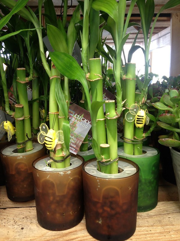 Como o nome diz, o bambu-da-sorte está relacionado à prosperidade e a boas energias  (Foto: Flickr / Rachel Paxton / Creative Commons)