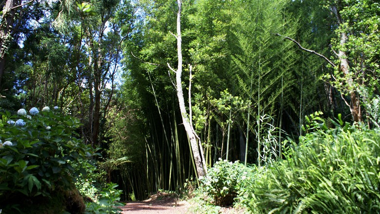 floresta-mato-arvore-arbusto-mata (Foto: José Luís Ávila Silveira/Pedro Noronha e Costa/Wikimedia Commons)