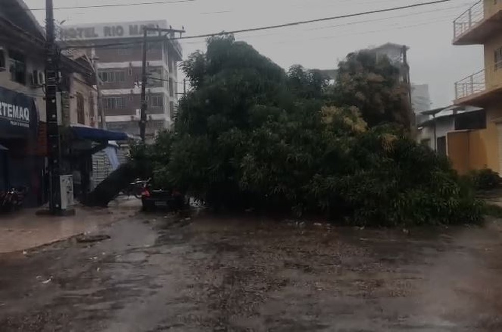 Árvore caiu sobre carro e fechou trecho da Rua Eliezer Levy no Centro de Macapá — Foto: Ronaldo Brito/Rede Amazônica
