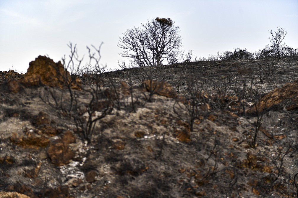 Vegetação queimada após incêndios florestais afetaram uma área perto de Miranda de Arga, ao norte da Espanha. — Foto: ASSOCIATED PRESS