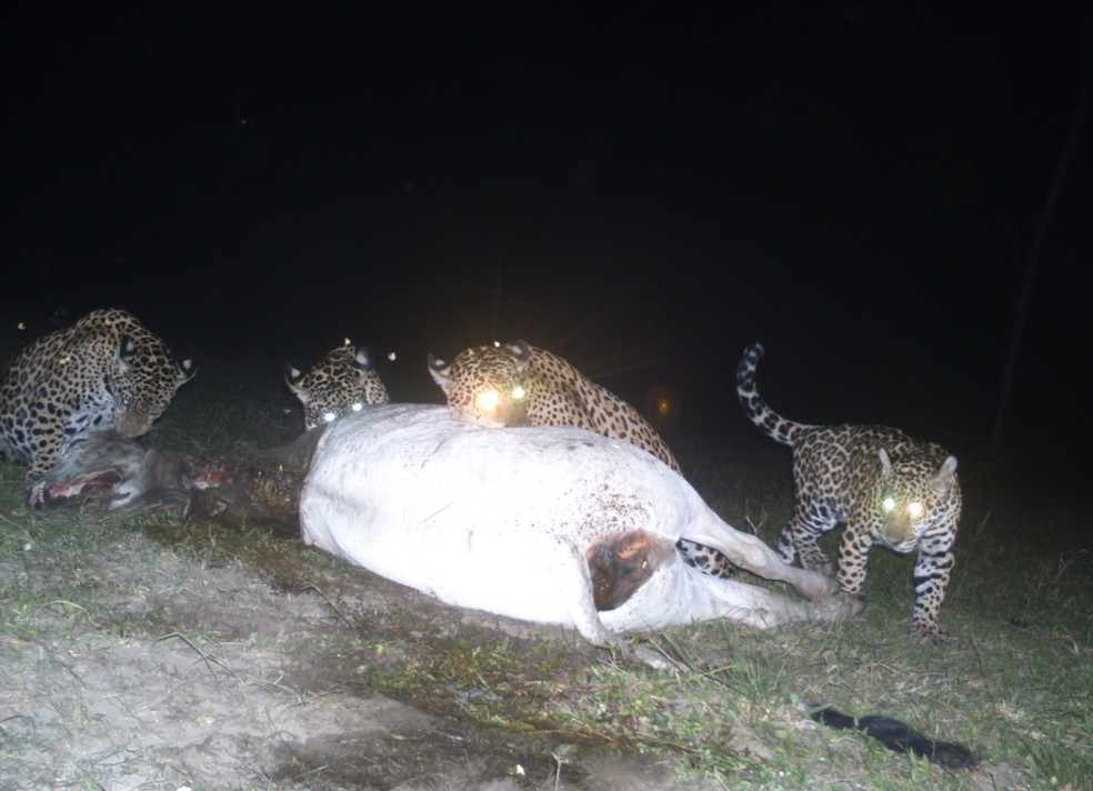 Em 2015 equipe conseguiu flagrar quatro onças se alimentando do gado — Foto: Fazenda São José