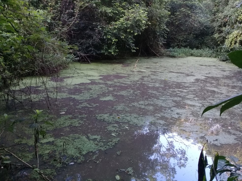 Perereca que existe apenas na Estação de Tapacurá vive na vegetação próxima à água — Foto: UFRPE/Divulgação