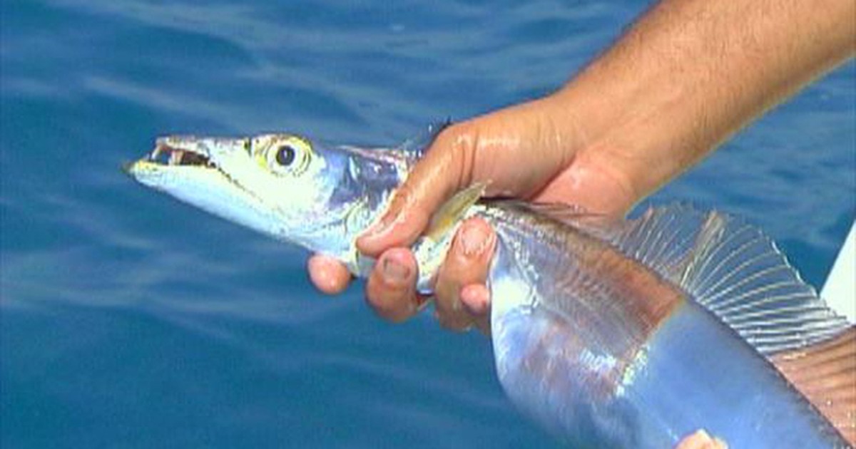 Espada (Trichiurus lepturus) recém-desembarcada em mercado marroquino
