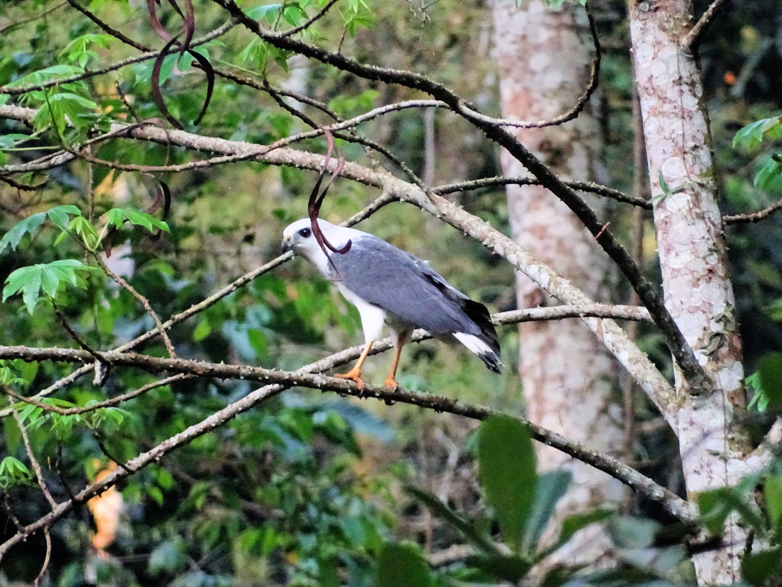 O gavião pombo pequeno (Amadonastur lacernulatus) — Foto: Odirlei Fonseca