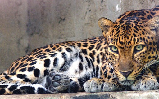 Leopardos correm o risco de desaparecer no sudeste da Ásia