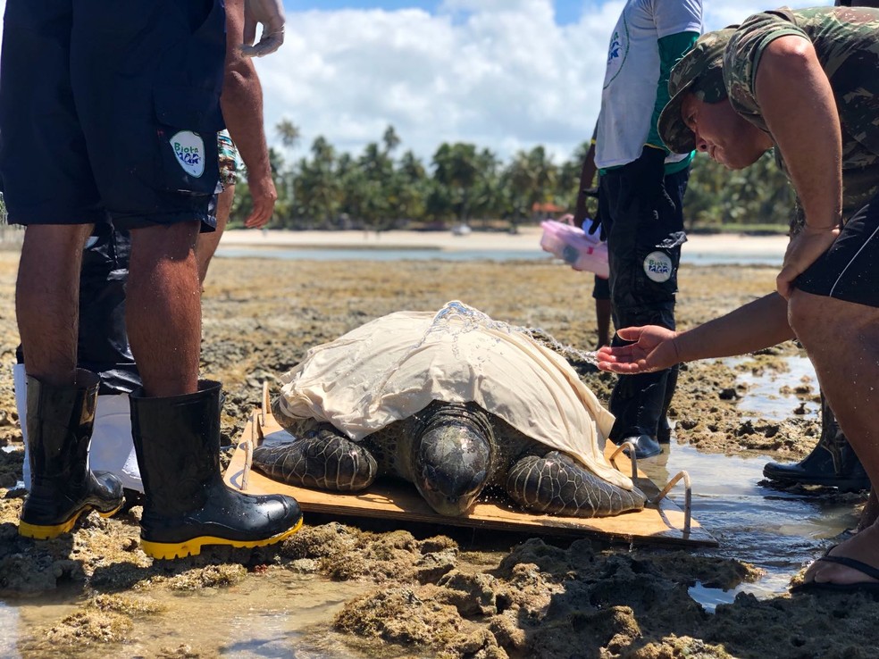 Tartaruga foi avaliada por veterinários depois de ser regatada em Maceió (Foto: Divulgação/Instituto Biota)