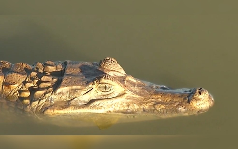 Jacaré na Lagoa Grande, em Porangatu, Goiás — Foto: Reprodução/TV Anhanguera