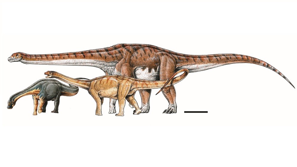 Ilustração do novo titanossauro em comparação com as outras duas espécies Andesaurus e Limaysaurus. Note que o dinossauro mais antigo é o menor  (Foto: Divulgação/CONICET/Gabriel Lio)