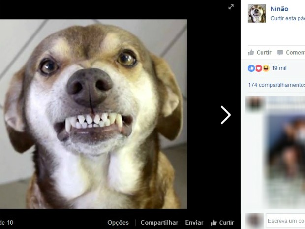 O vira-lata famoso nas redes sociais parecia estar sempre sorrindo nas fotos e vídeos (Foto: Reprodução/Facebook)