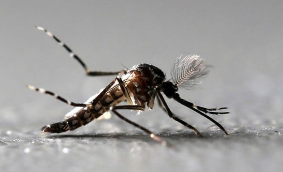 Doença é transmitida pelo mosquito Aedes Aegypti (Foto: Paulo Whitaker/Reuters)