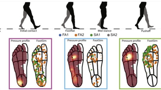 O fim das próteses? Cientistas criam sola de pé digital rastreadora dos sinais neurológicos que controlam os passos