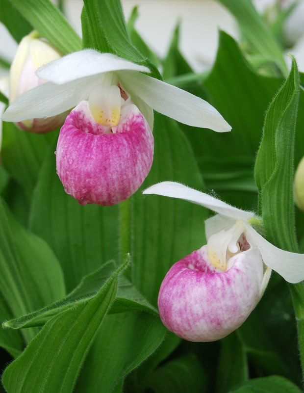 Orquídea sapatinho: conheça esta planta com flores impressionantes - Casa  Vogue | Paisagismo
