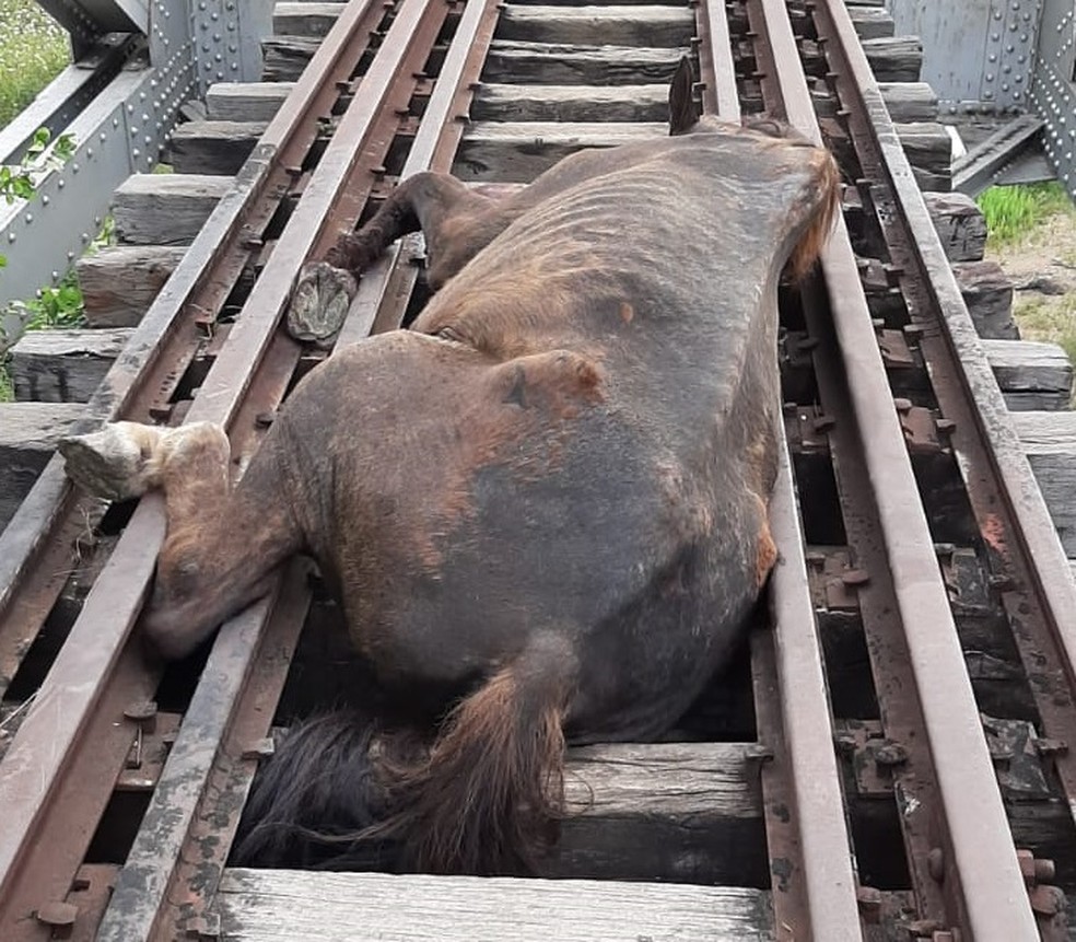 Animal ficou preso no meio da linha férrea em Iguatu. — Foto: Divulgação/Corpo de Bombeiros