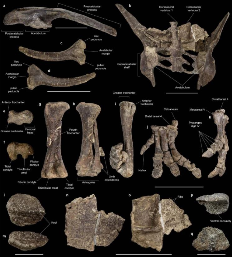Ossos de S. elengassen, nova espécie de dinossauro encontrada no Chile  (Foto: Sergio Soto-Acuña et.al )