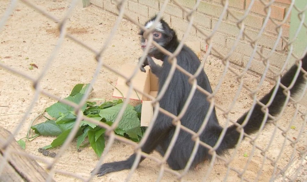 Animais do Zoo de Bauru ganharam mimos em alusão ao Natal  — Foto: TV TEM /Reprodução 