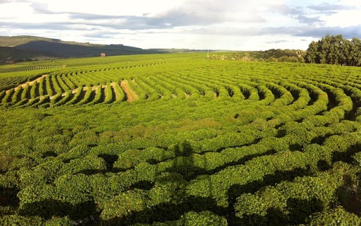 Produção de café conilon aumenta na safra 2018/2019