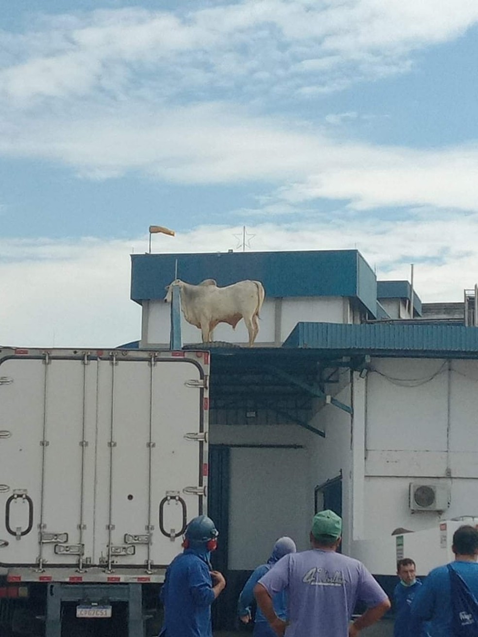 Boi foi flagrado em cima de telhado de frigorífico em Lençóis Paulista, no interior de SP — Foto: Redes sociais