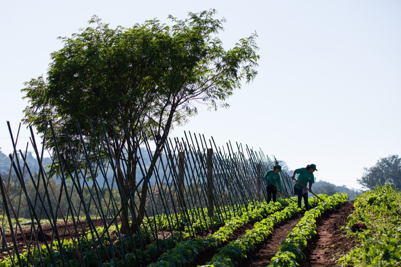 Pequenos produtores da Fazenda Sta Julieta Bio  (Foto:  Daniel Ferreira / Divulgação)