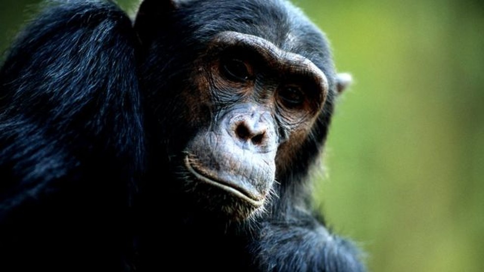 Huffman precisava provar que os chimpanzés sabiam o que estavam fazendo ao consumir remédios naturais — Foto: Getty Images via BBC