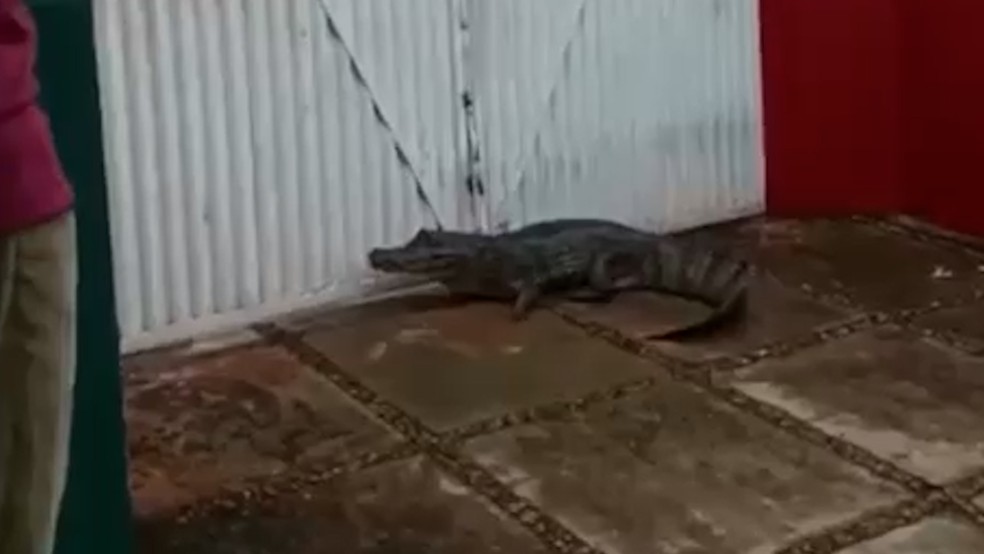 Jacaré encontrado na calçada de Conselho Tutelar, em Trizidela do Vale — Foto: Divulgação/Corpo de Bombeiros
